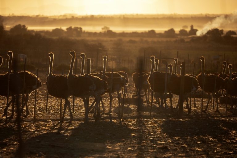 Trump et ses taxes douanières, cailloux dans les santiags en autruche 