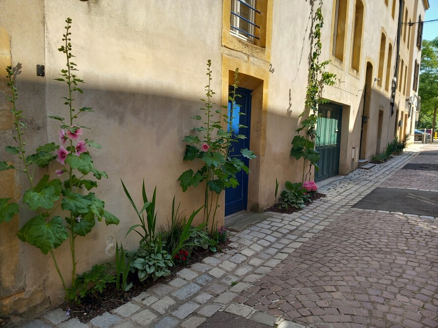 Un succès confirmé pour l’opération «Je fleurie ma rue»