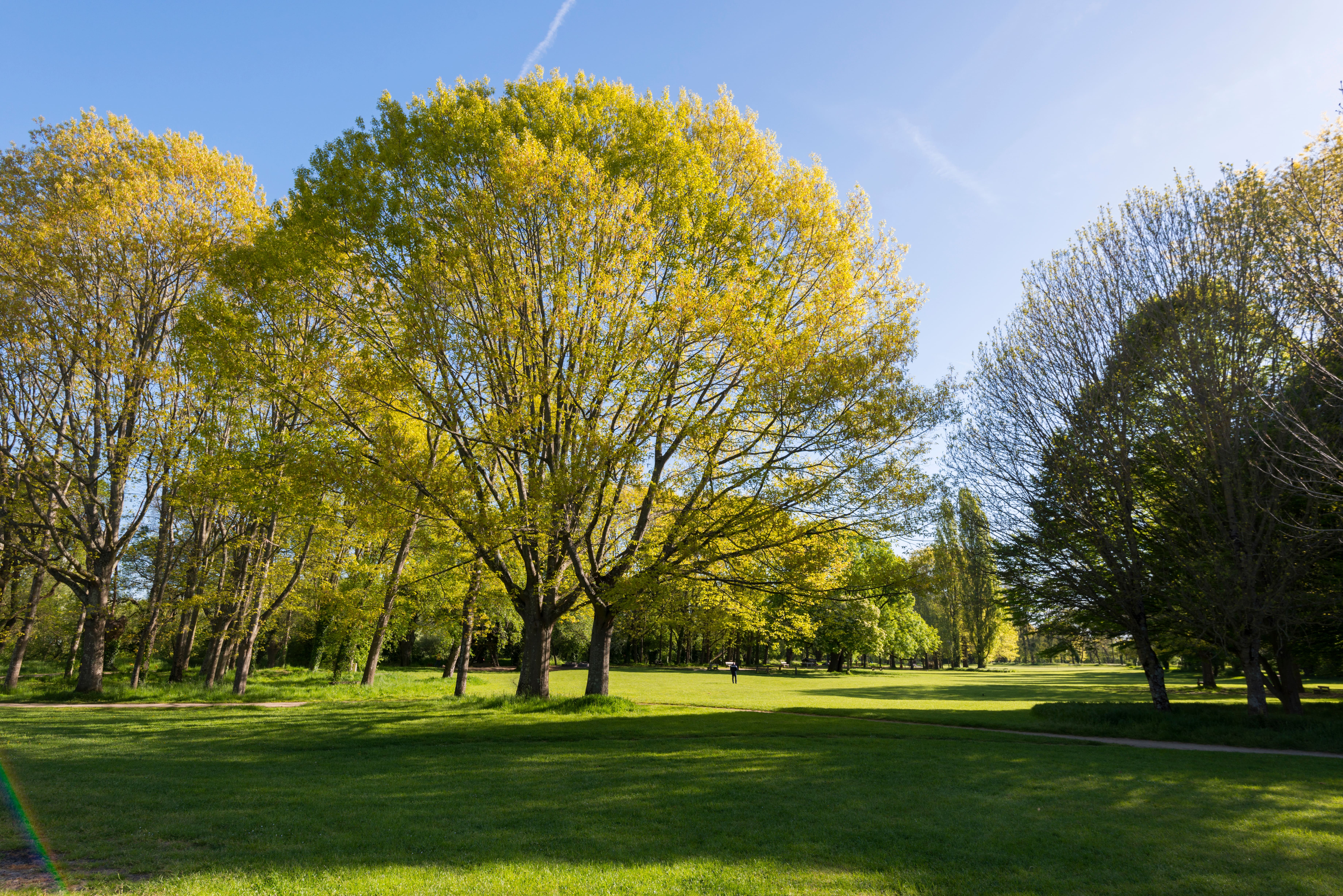 Biodiversité : Charnay se reconnecte à la nature 