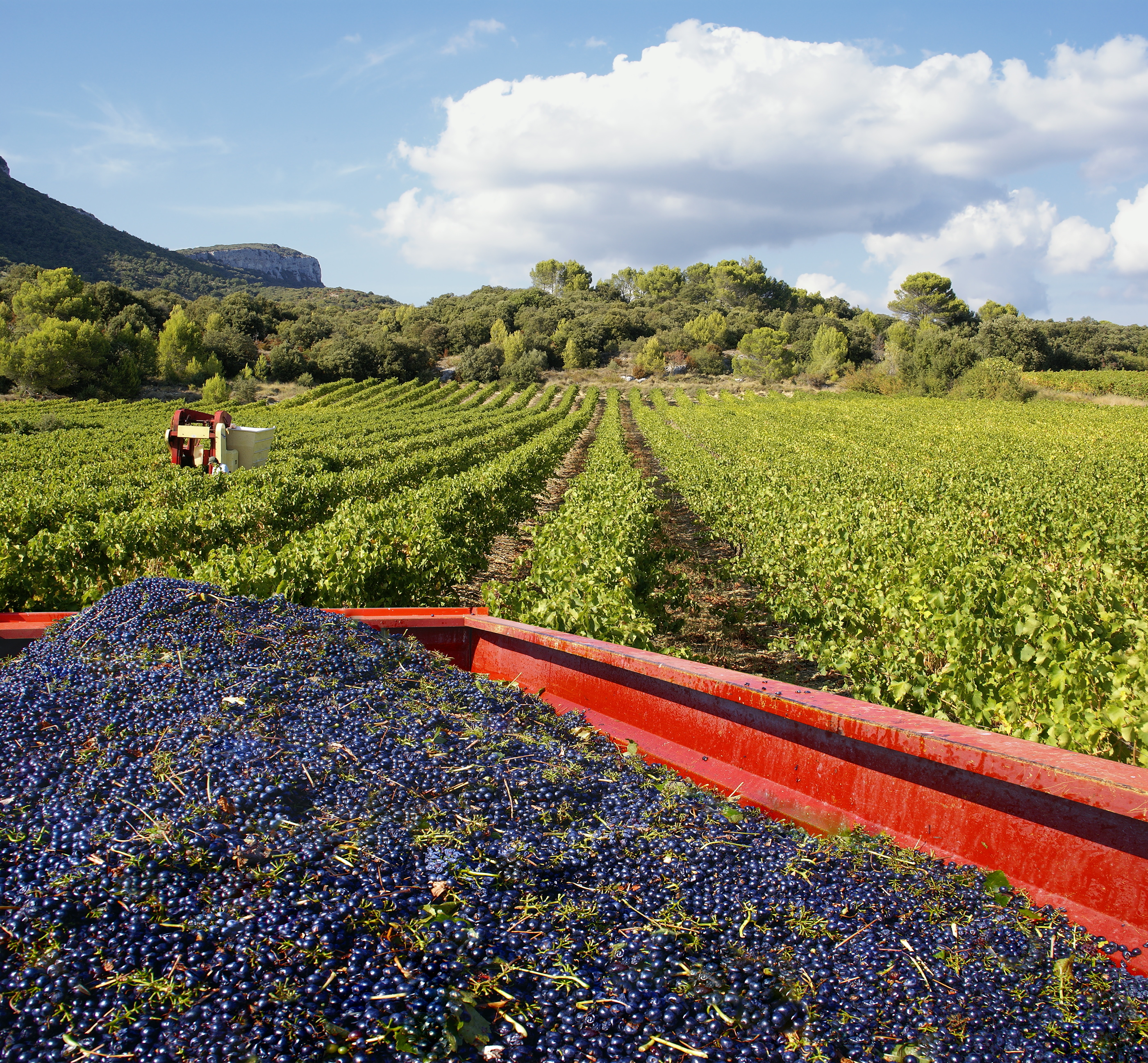 Autun : le CiLEF relance son opération vendanges pour l’été 2025