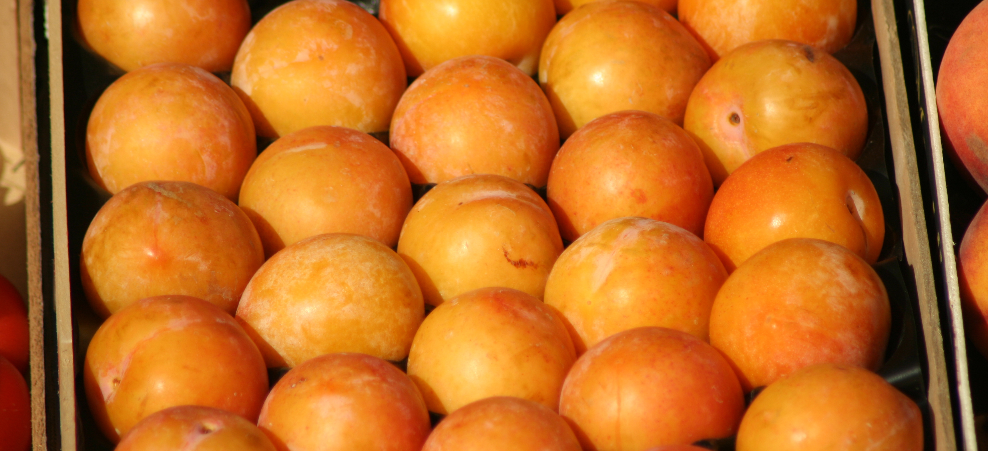 Les Fêtes de la Mirabelle sont de retour pour une nouvelle édition 