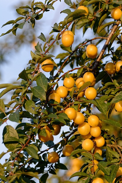 Sauvegarder le patrimoine des vergers familiaux lorrains