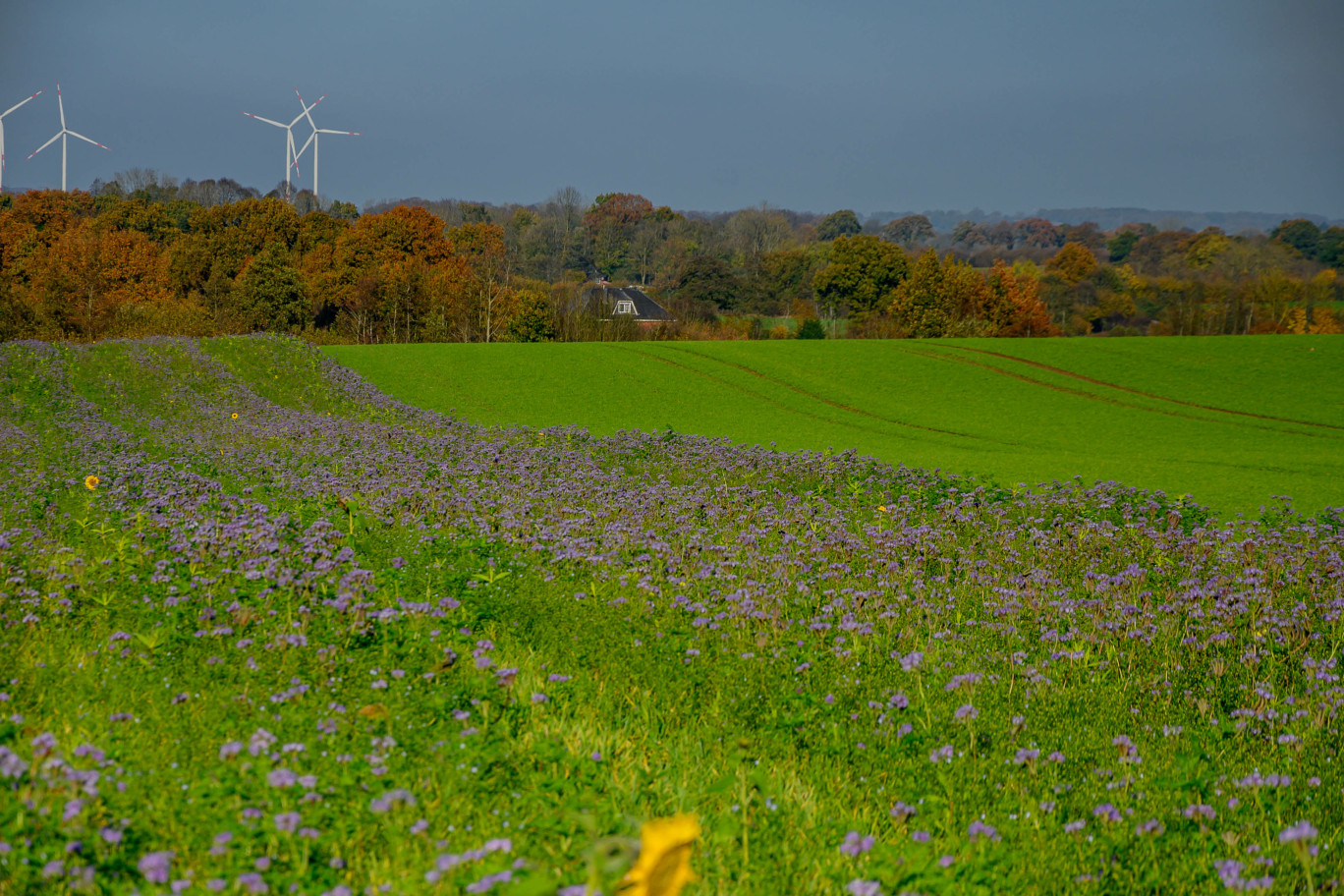 Chambre d'Agriculture de la Meuse : de nouvelles obligations et dérogations pour l'interculture longue