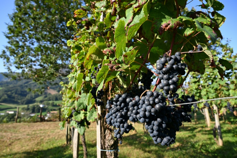 Estimations de vendanges 2025 revues à la baisse, proches du faible volume de 2024