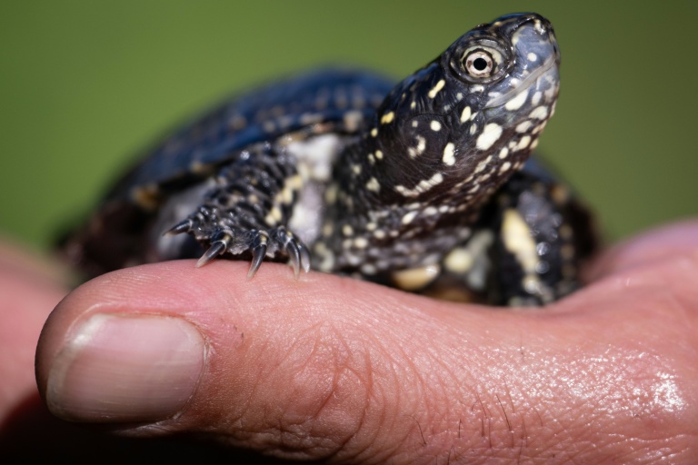 Aux abords du Rhin, la délicate réintroduction de tortues d'eau