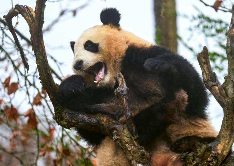 La France dit adieu à ses pandas chinois, Pékin promet de les remplacer