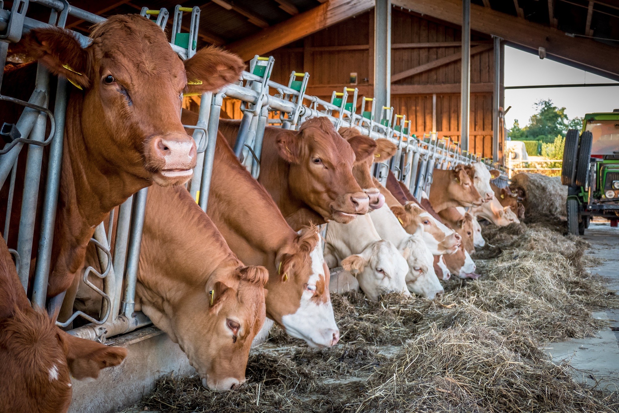 Meuse : reprise encadrée des exportations de bovins face à la DNC