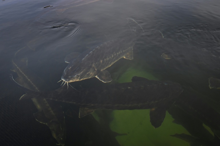Le caviar de béluga, le trésor du lac Kardjali en Bulgarie