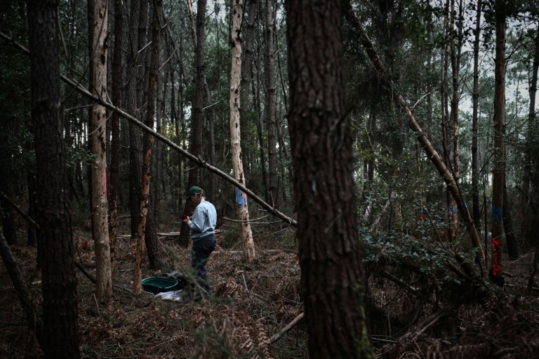 Nématode du pin: jusqu'à 4.000 euros de dédommagement de l'Etat par arbre contaminé et abattu
