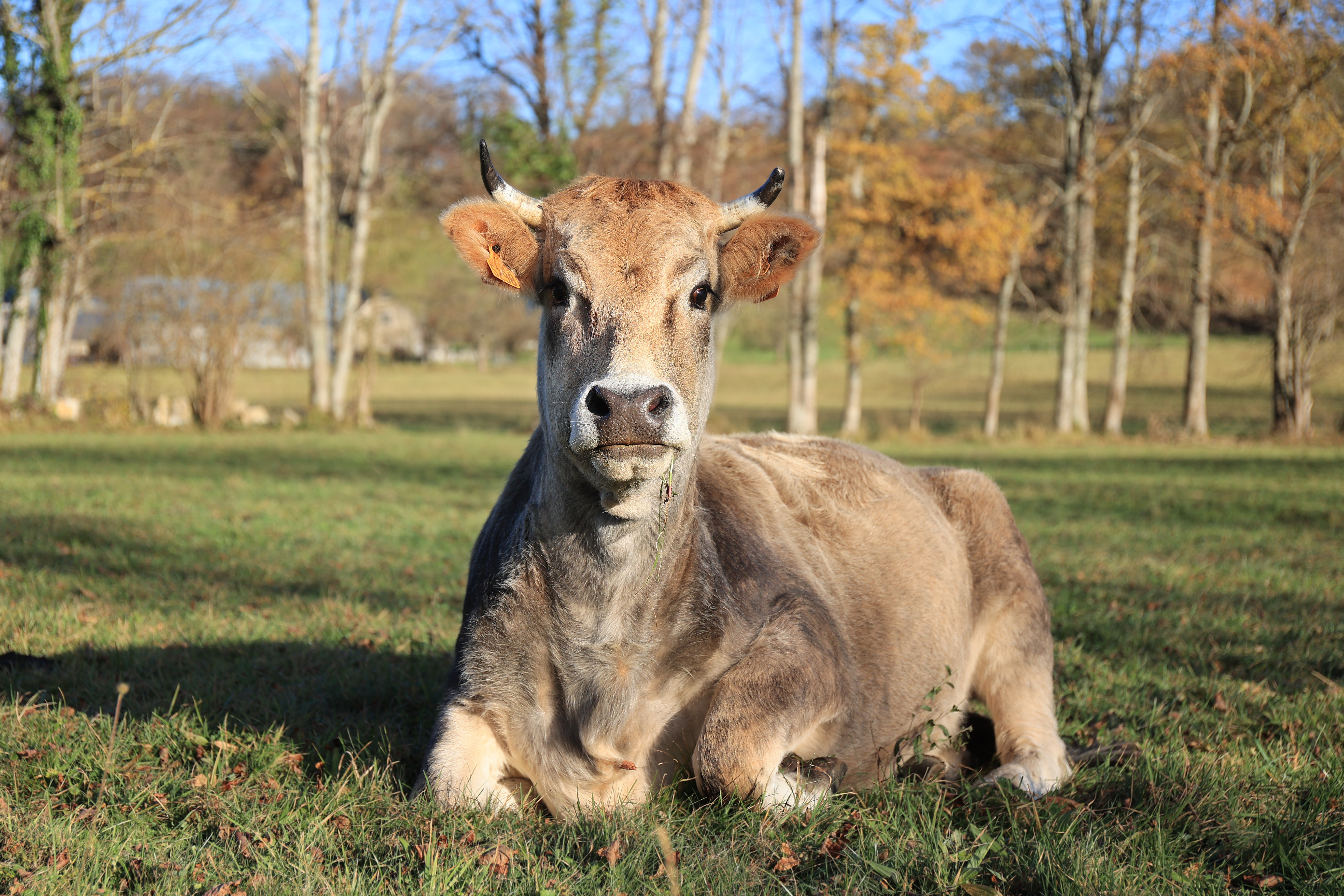 Crise sanitaire bovine : la Chambre d’agriculture fait le point en Saône-et-Loire