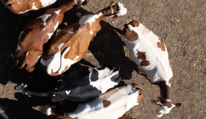 Dermatose nodulaire contagieuse : aucun foyer détecté dans les Hauts-de-France