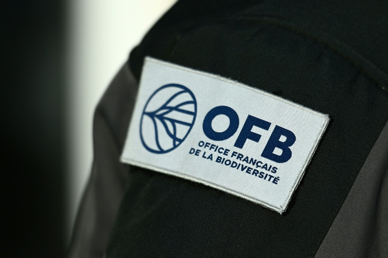 La fourmi électrique, coûteuse à éradiquer, menace de proliférer en France