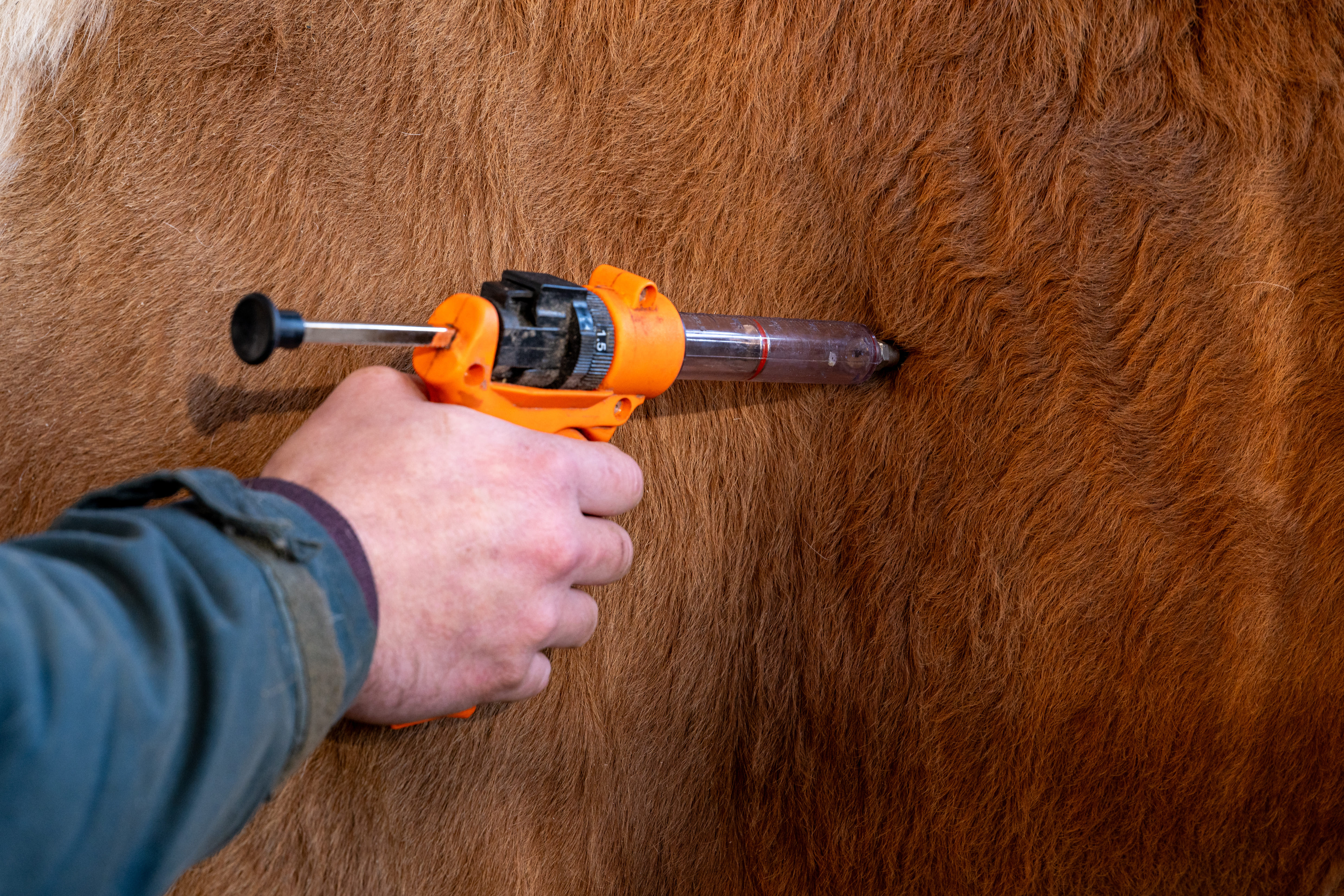 Dermatose nodulaire : la vaccination progresse en Saône-et-Loire