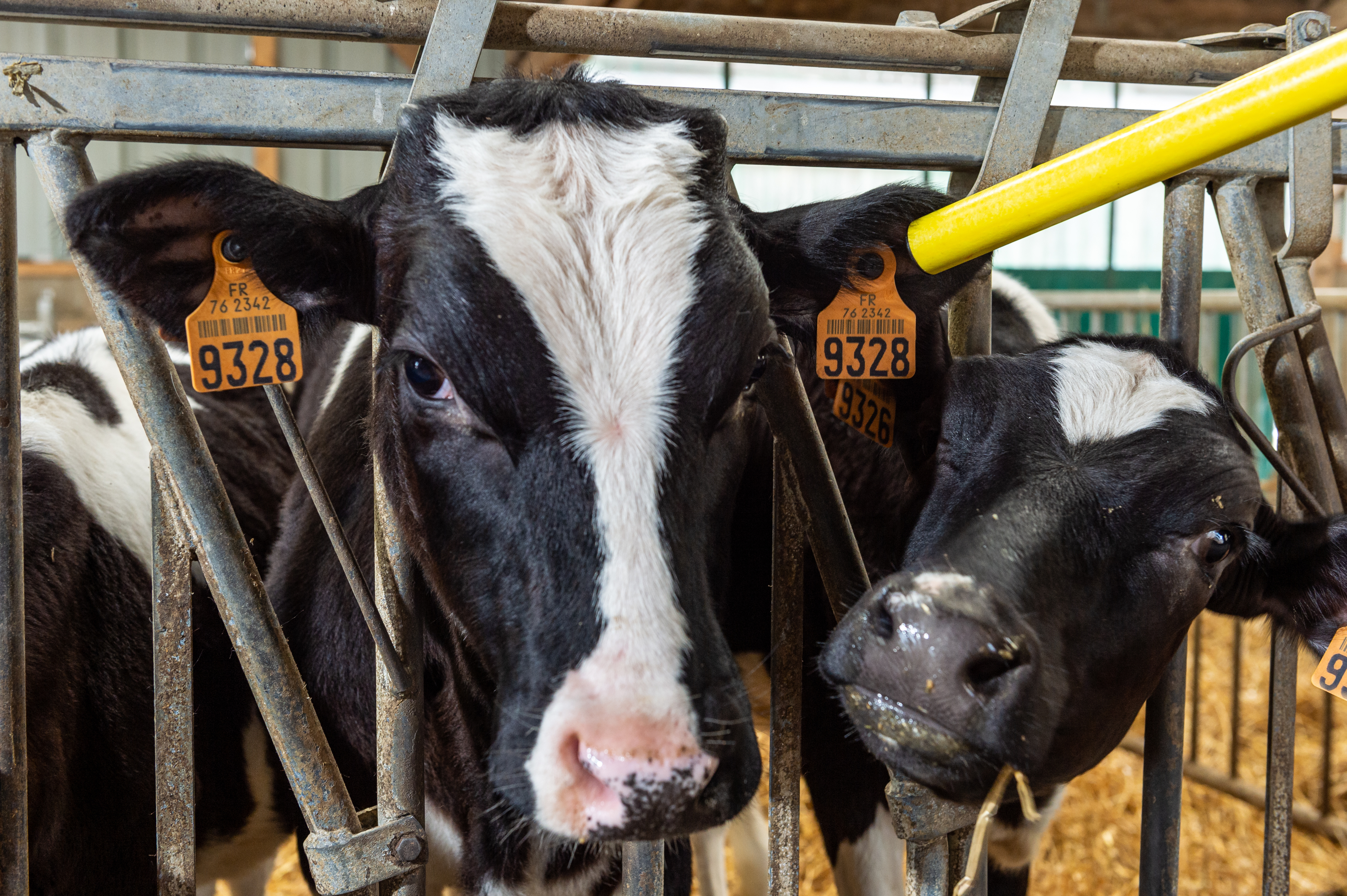 Saône-et-Loire : le cheptel bovin en net recul