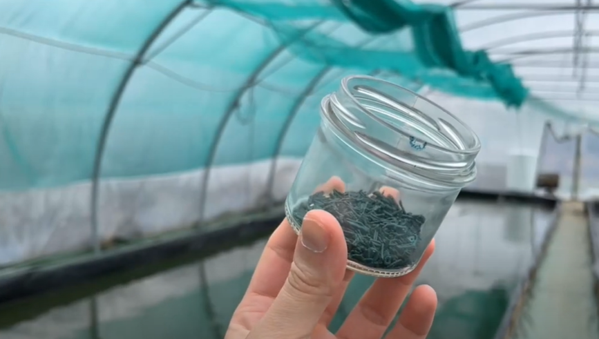 La spiruline, une petite algue aux multiples bienfaits