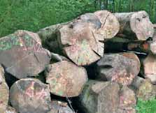 Pour une gestion durablede la grande forêt de Retz