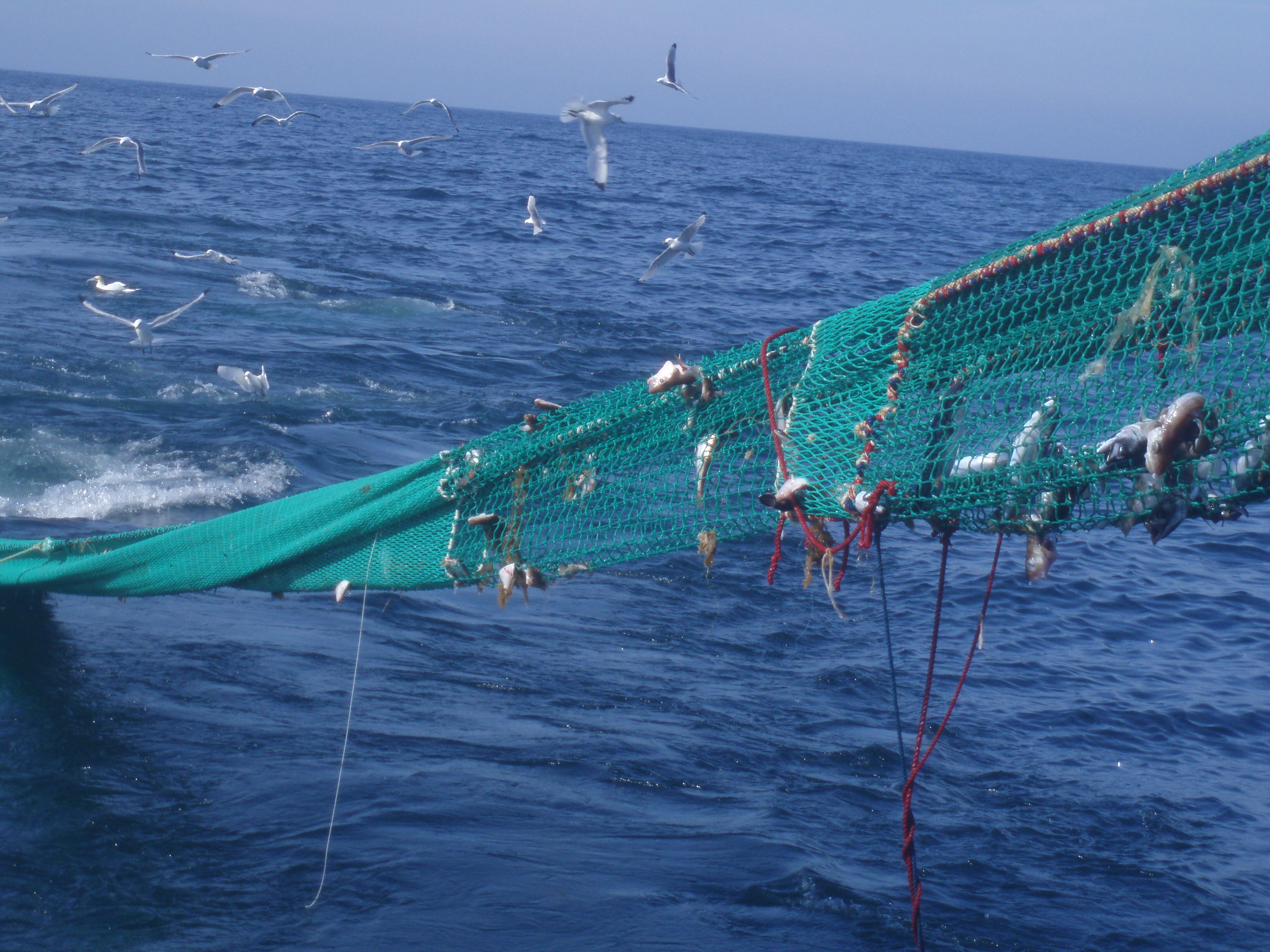 Le Comité régional des pêches pilote le programme SELECFISH