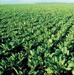 Le luxe en Picardie : un savoir-faire diversifié