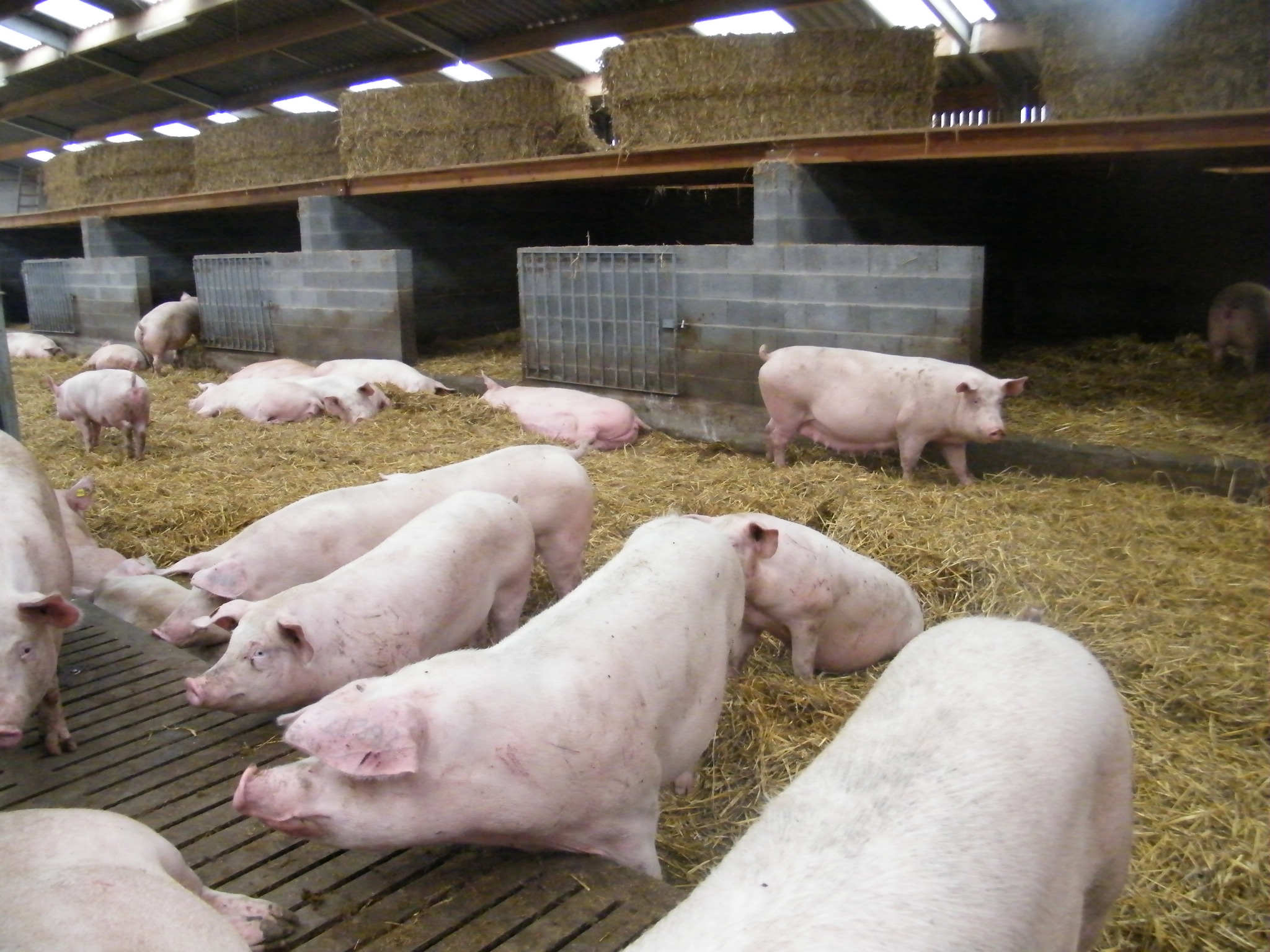 Cap sur la consommation porcine de proximité