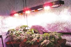 IS LED, et que la lumière soit... pour les plantes