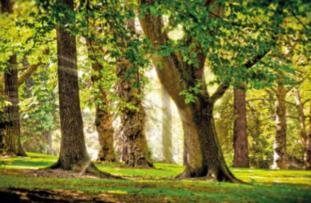 Filière forêt-bois : acteur majeur de la croissance verte ?  