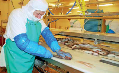 Le leader du saumon recrute  au port de Boulogne-sur-Mer  