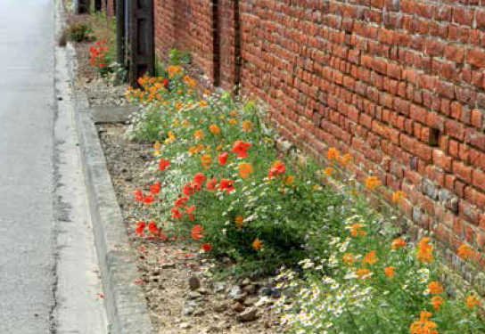 Passage obligé au zéro phyto pour les collectivités  