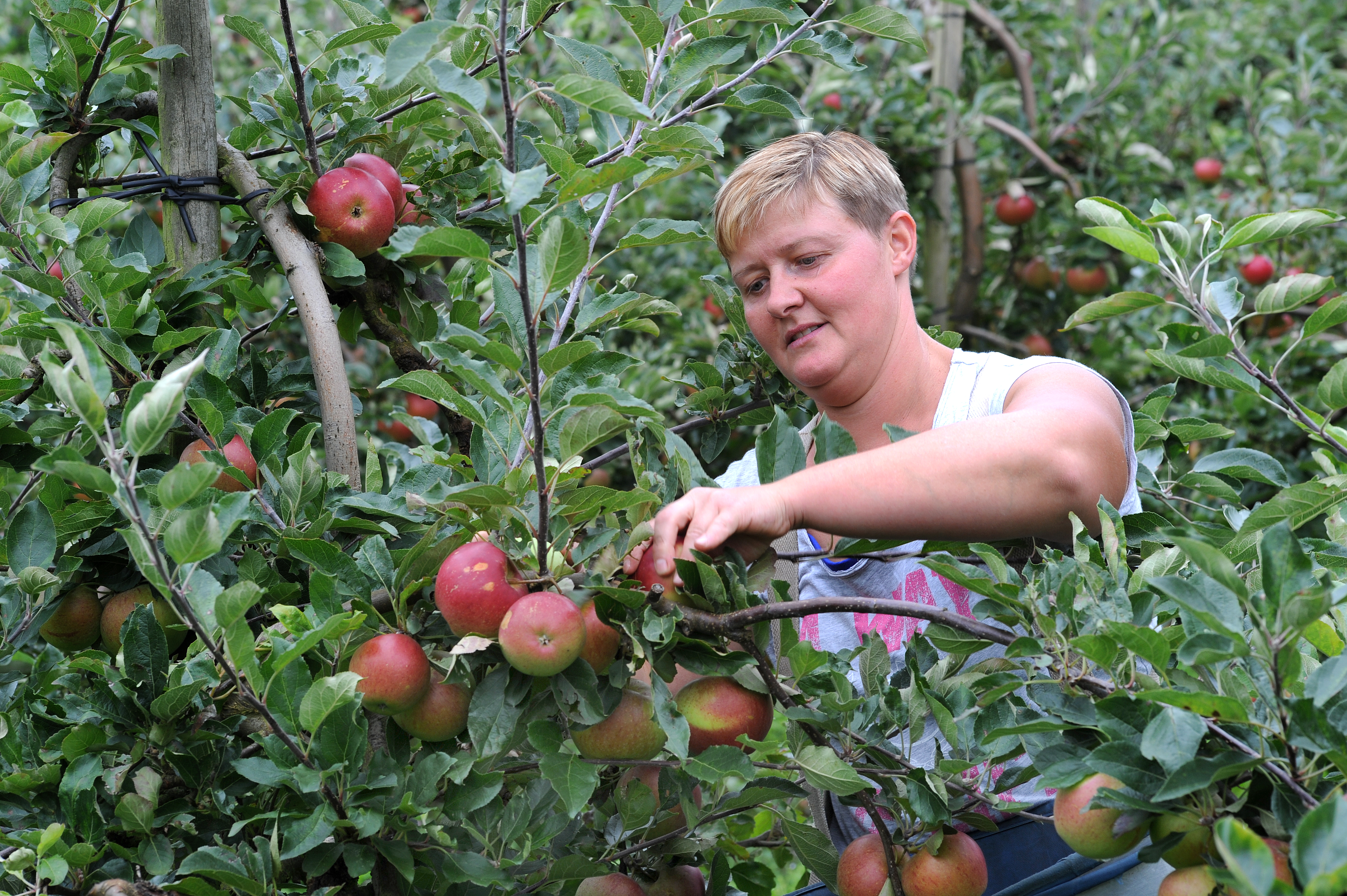 T&B vergers, une entreprise où il fait bon travailler