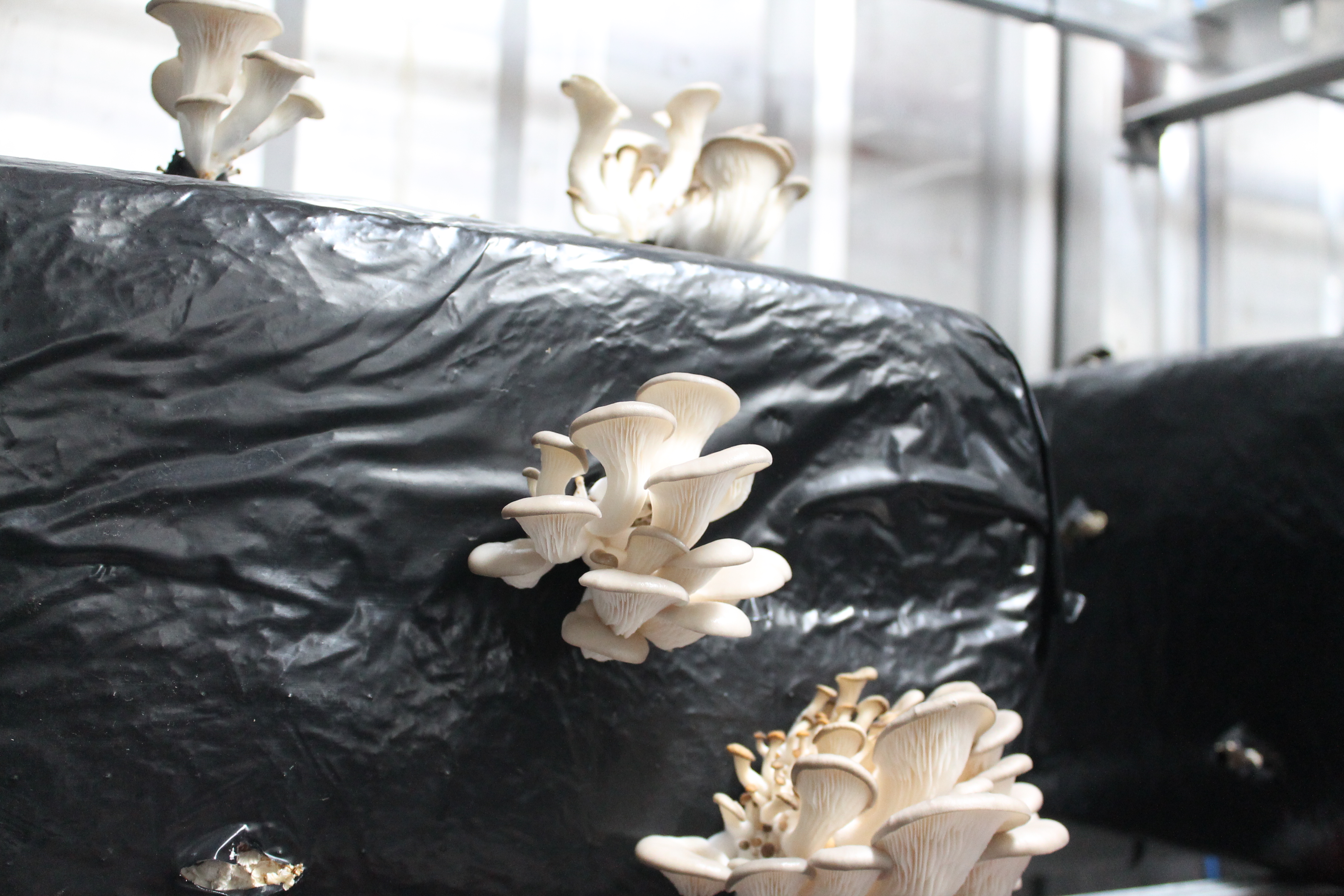 Pleurette s'inscrit dans le durable