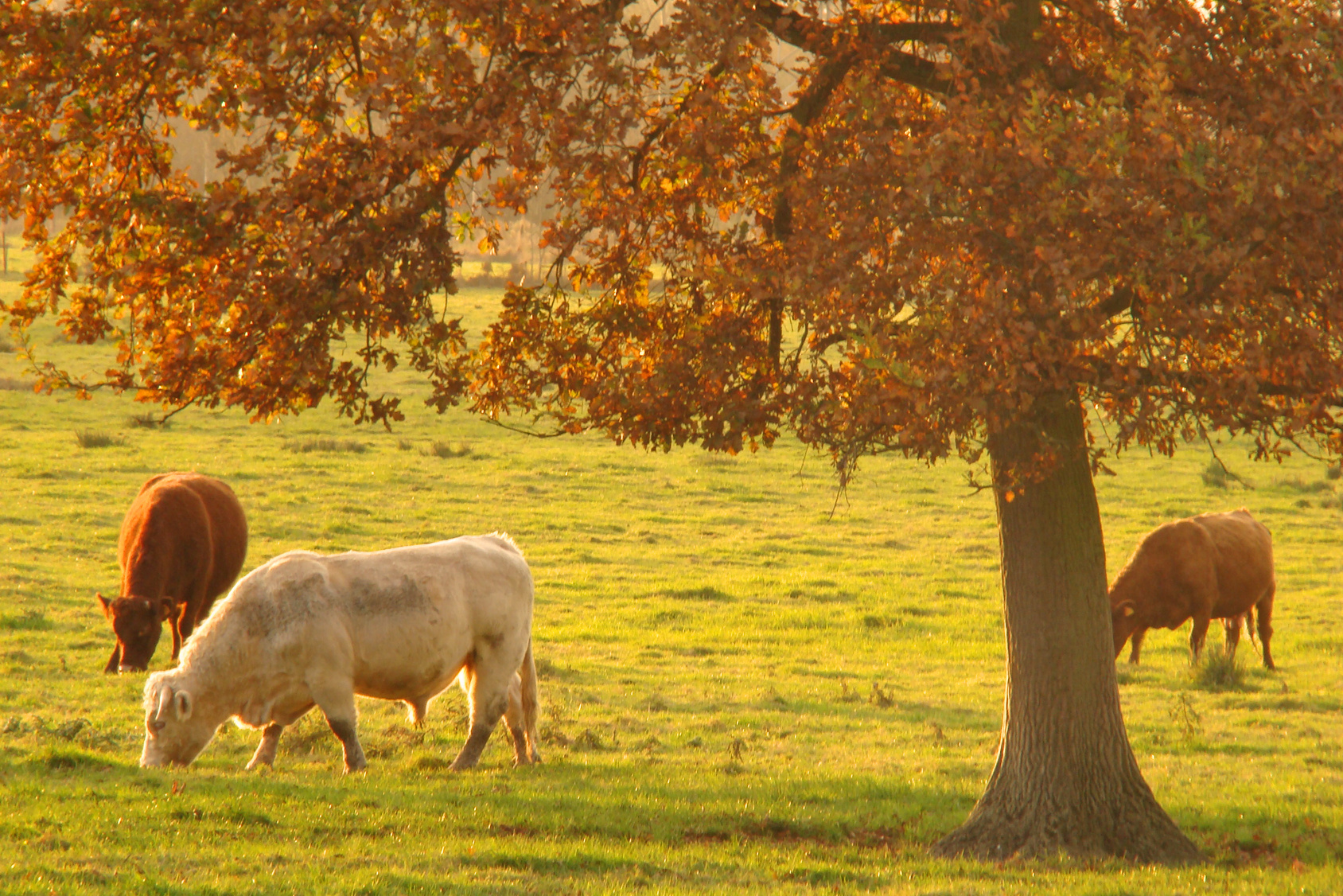 Agriculture 2.0 : les champs du futur
