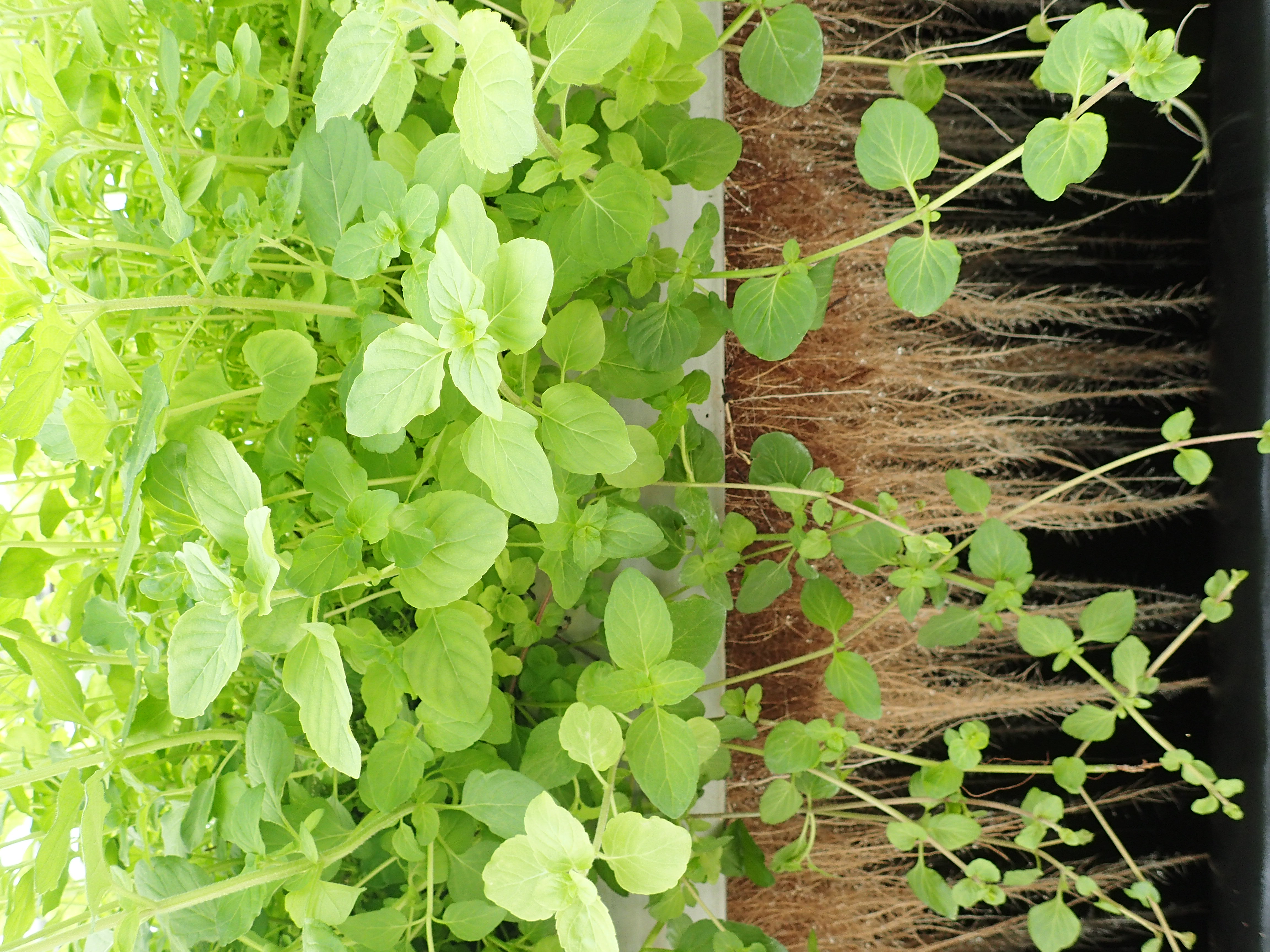 Clariant - PAT : duo gagnant