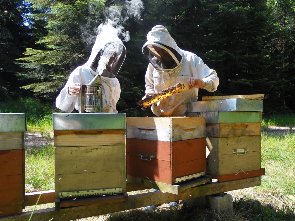 GAEC Miels et Saveurs : Une miellerie en pleine nature