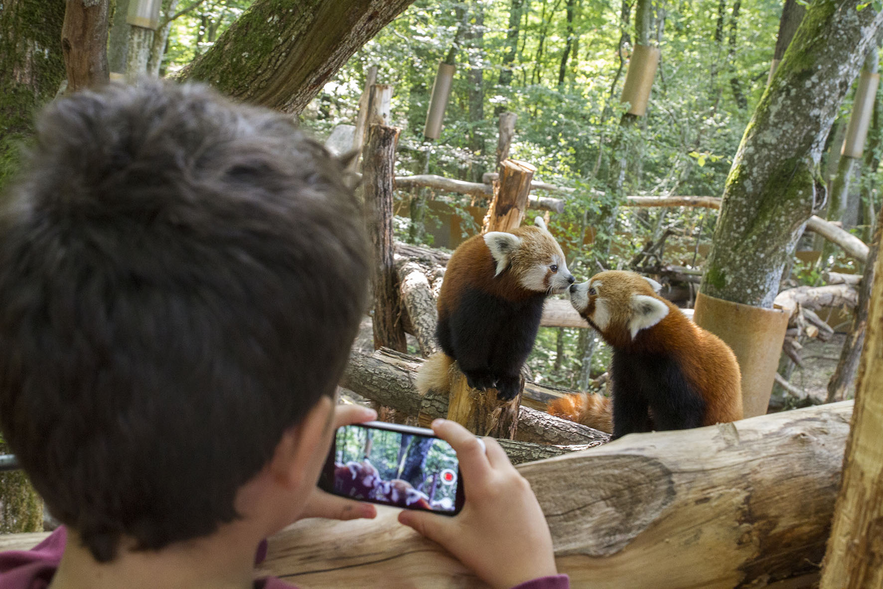 Parcs animaliers mosellans : l’inquiétude