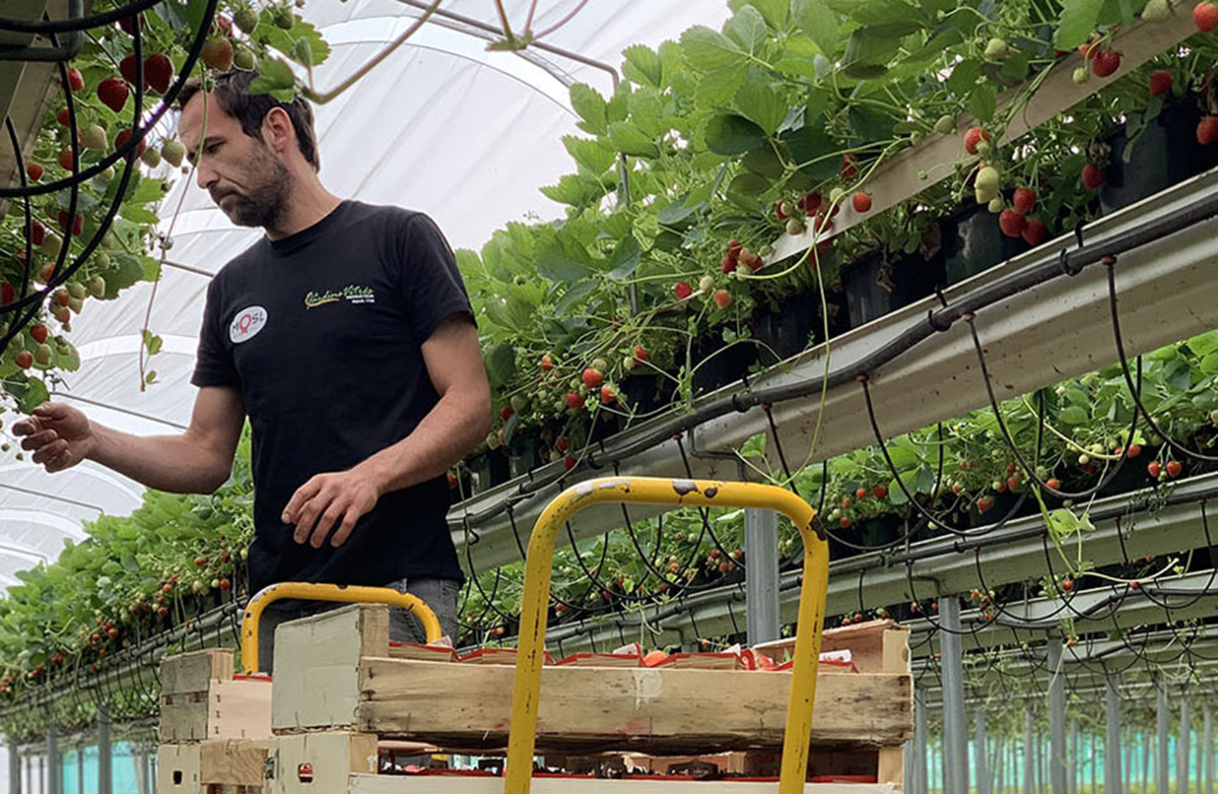 MOSL Attractivité : Consommons local !