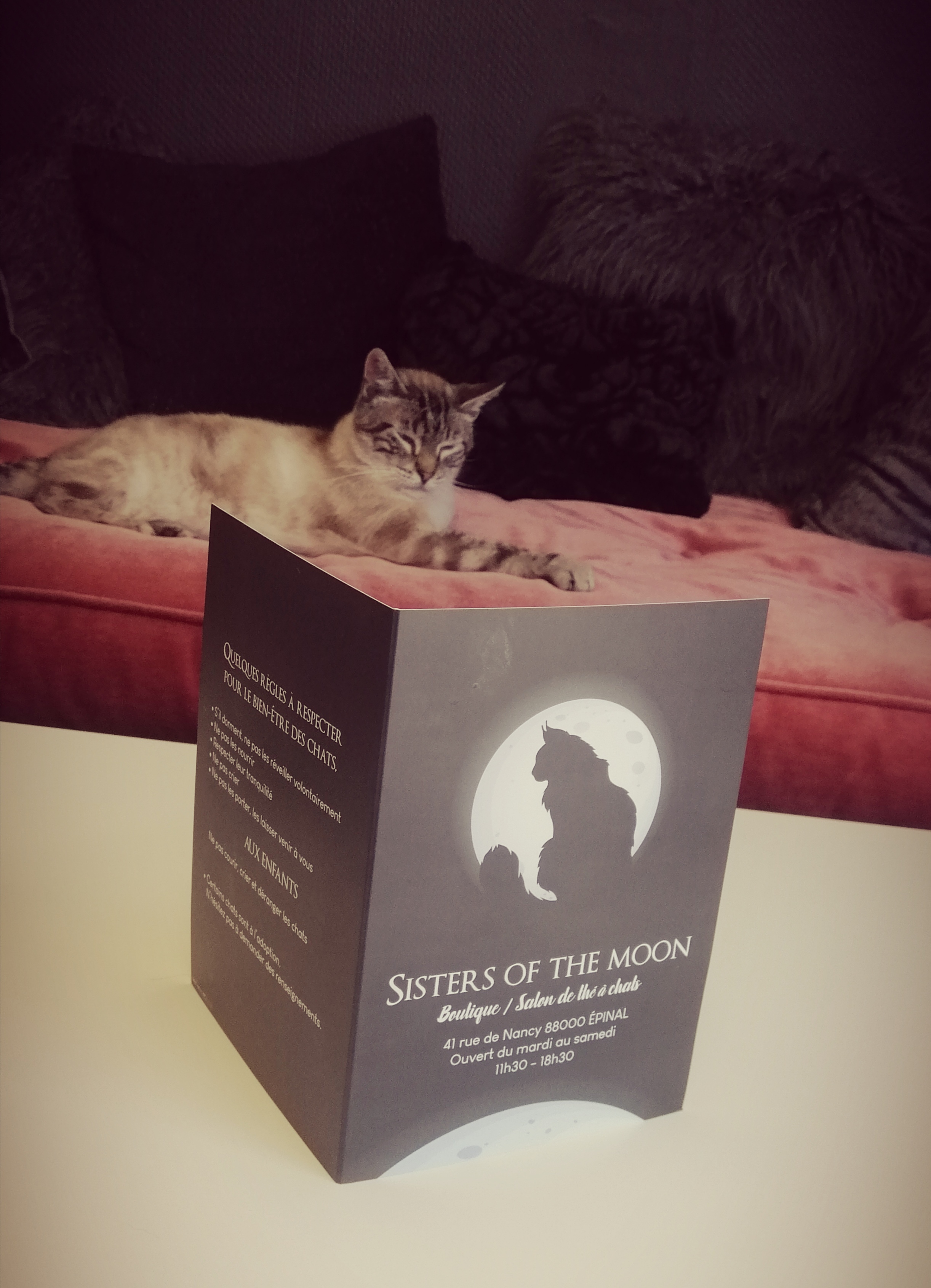 Sisters of the Moon : Caresses et ronrons à volonté