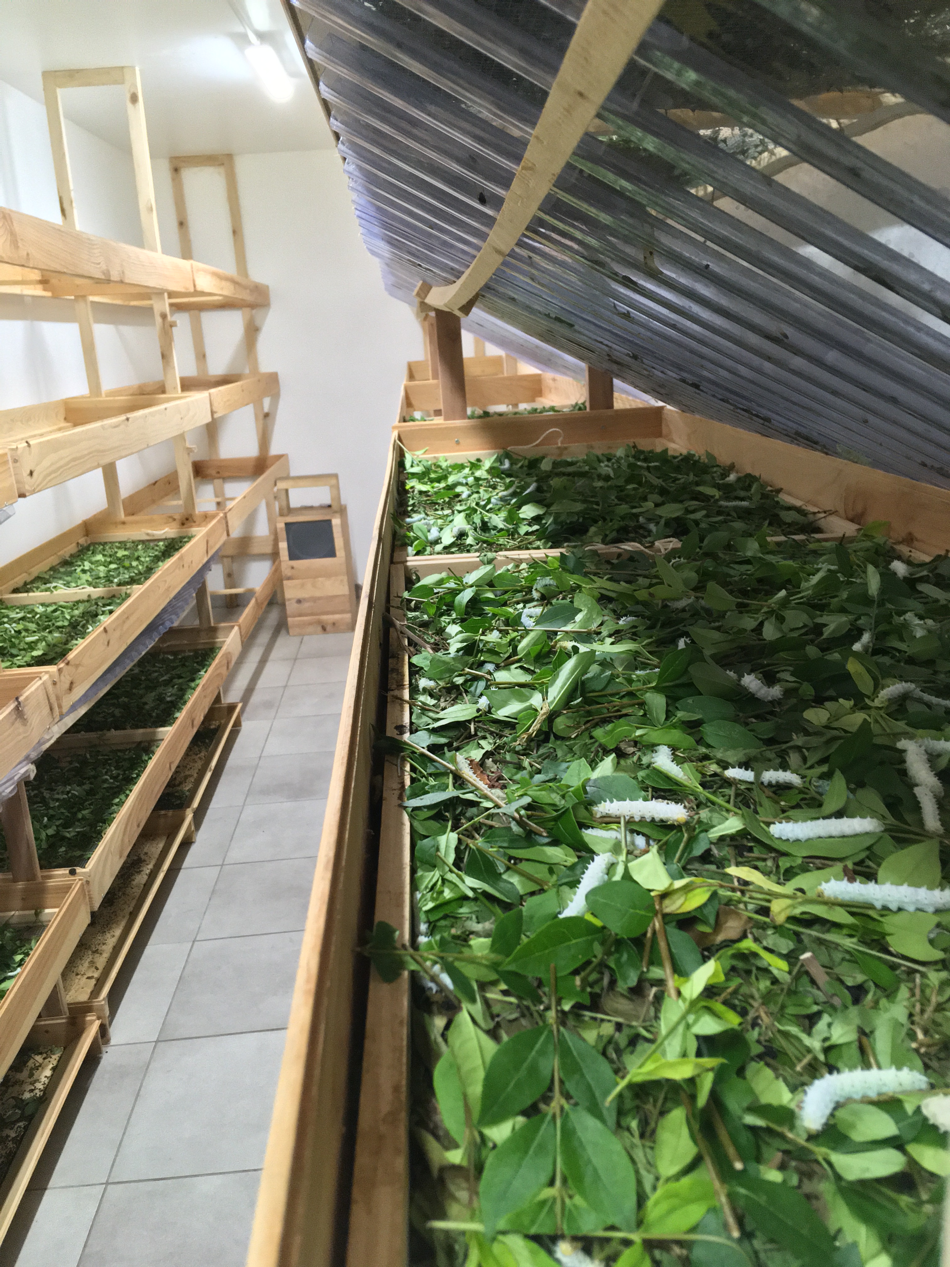 LepidUP, élevage d’insectes responsable