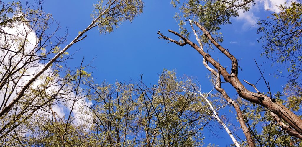 « Il faut sauver Chantilly et sa forêt ! »
