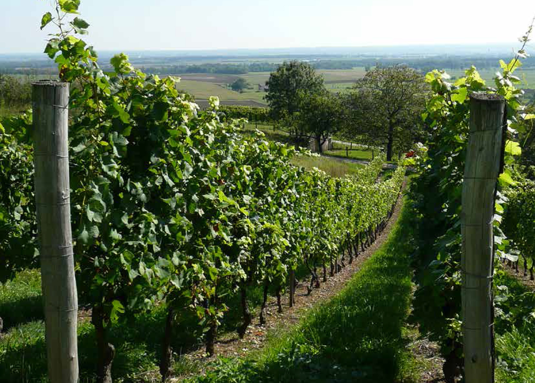 Les vignerons en appellent aux locaux