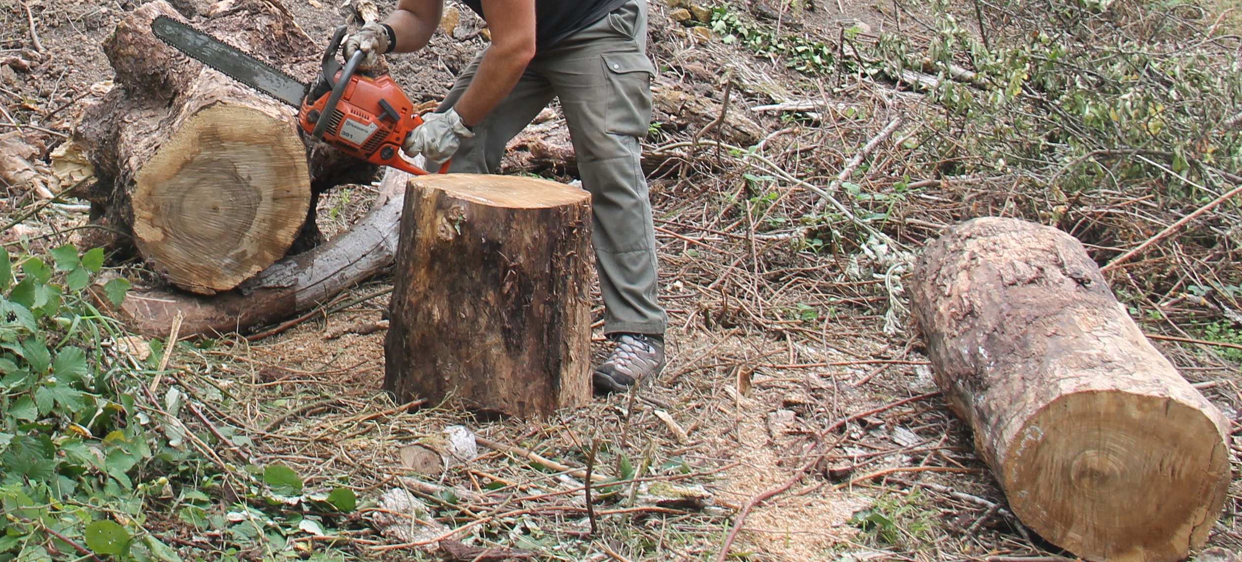 Filière forêt-bois : Plan France Relance palpable...