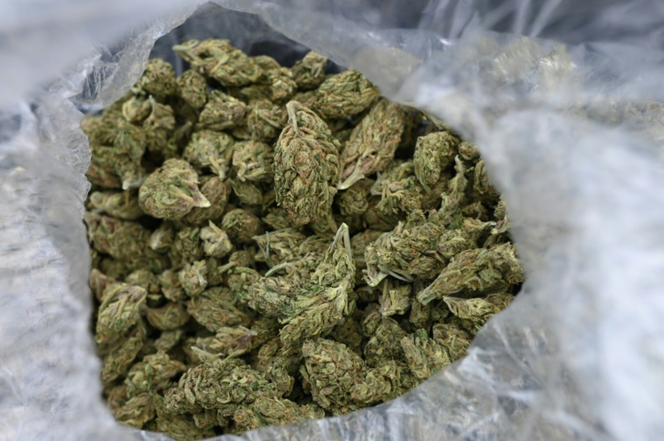 Au moins 70 kg de cannabis découverts chez la maire d'Avallon dans l'Yonne  | La Gazette France