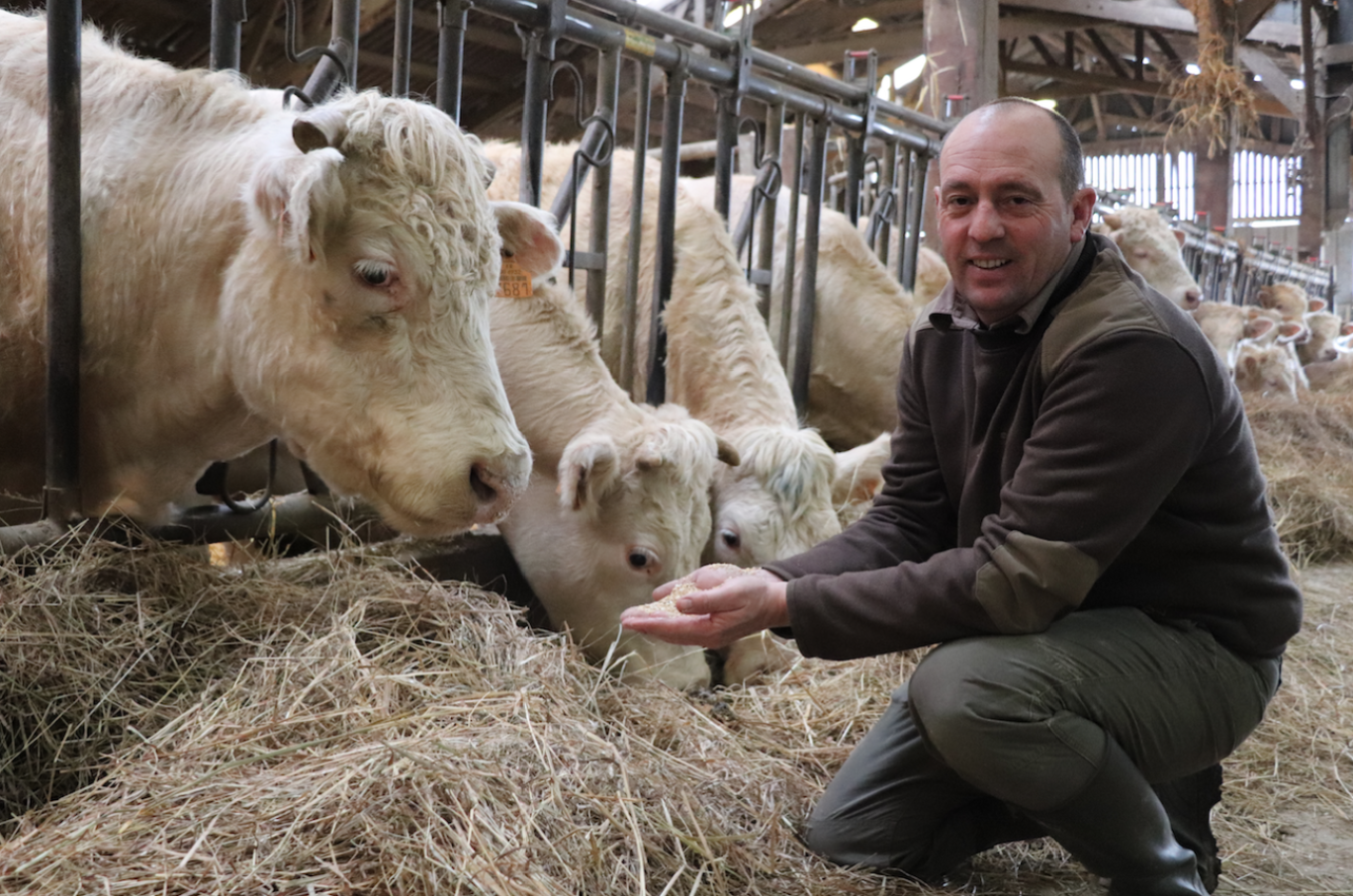 Cyril Perillier aux petits soins avec ses charolaises.