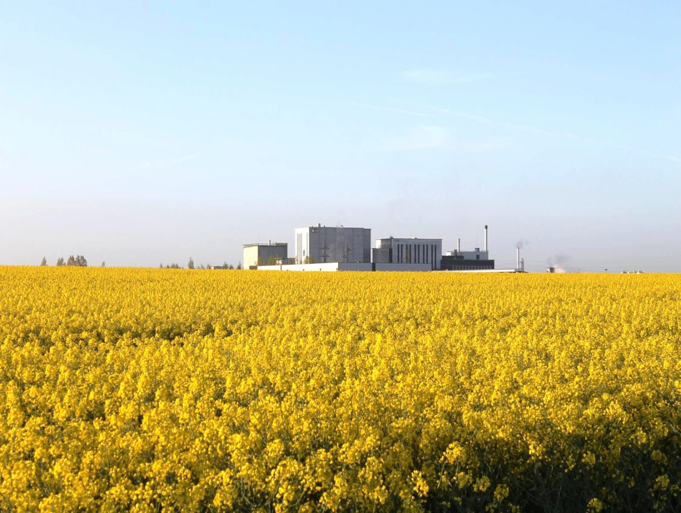 L’usine Prospérité fermière de Saint-Pol-sur-Ternoise face à un champ de colza.