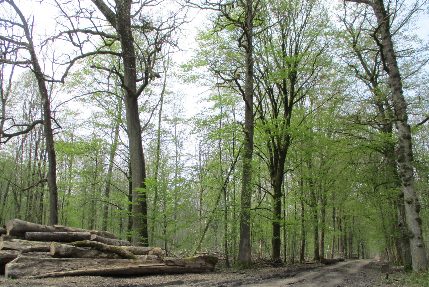 En Thiérache, les frênes du bois de Leschelle, propriété de la famille De Cafarelli, dépérissent, attaqués par la chalarose.