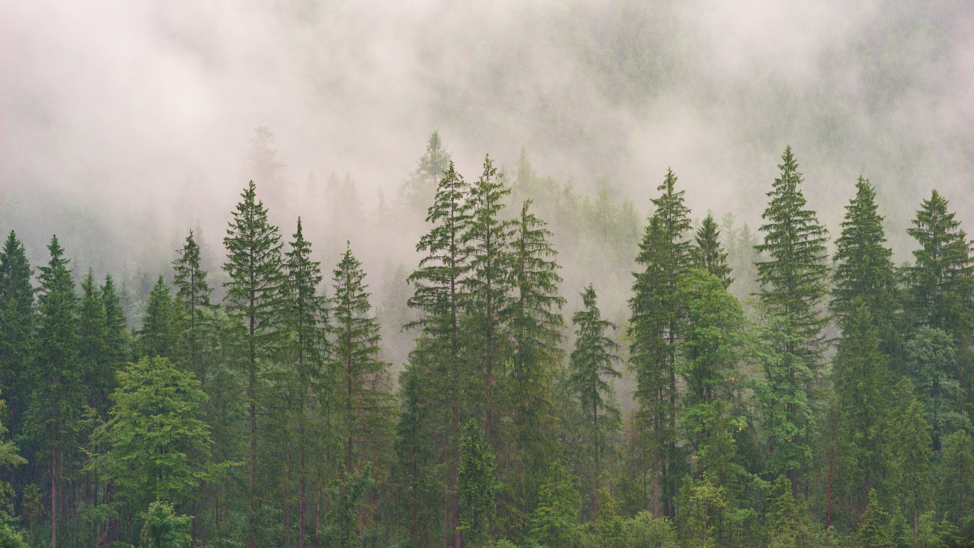 Plantation de 2 000 sapins pour reconstituer le petit boit dans la forêt de Verdun