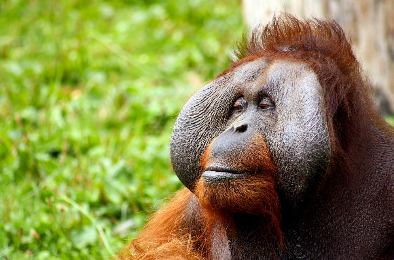 Les grands singes sont aujourd'hui menacés d'extinction.