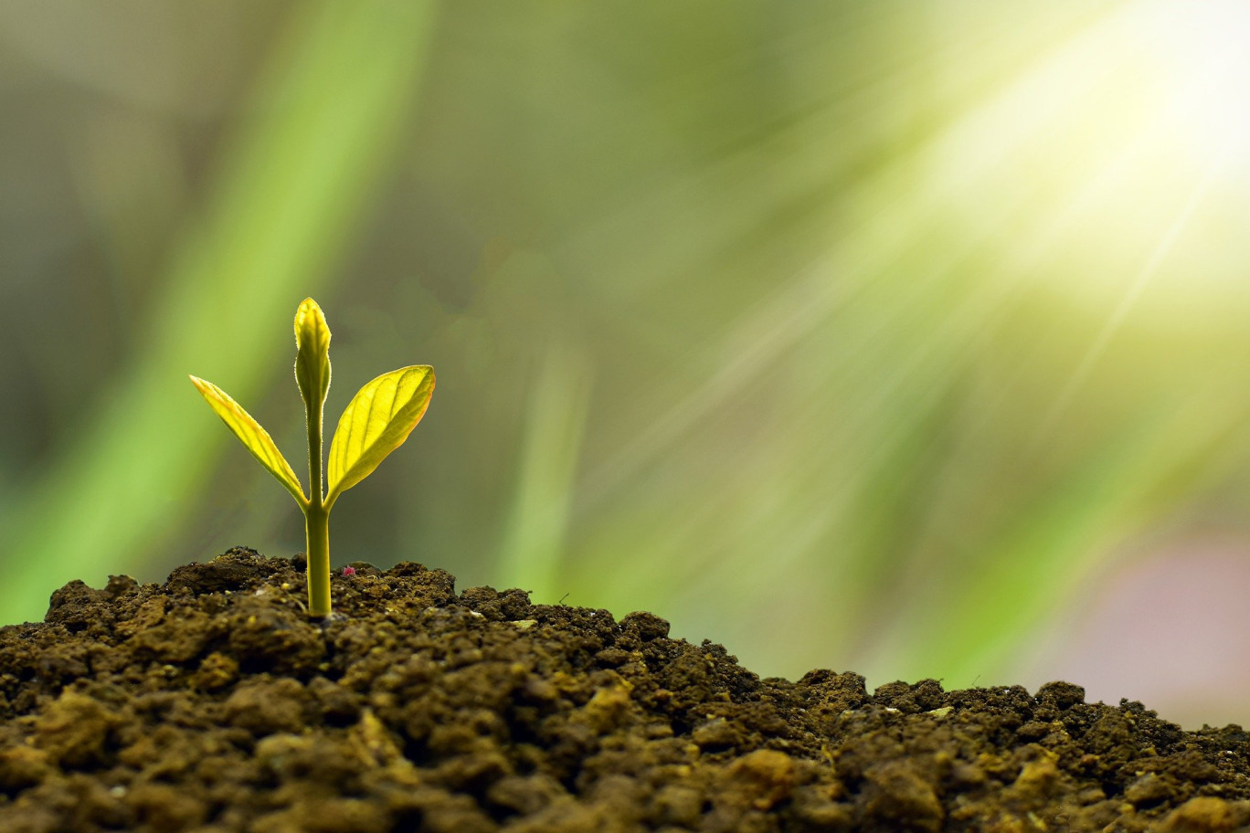 Le financement participatif est le complément au financement bancaire et permet de voir éclore idées et projets entrepreneuriaux.