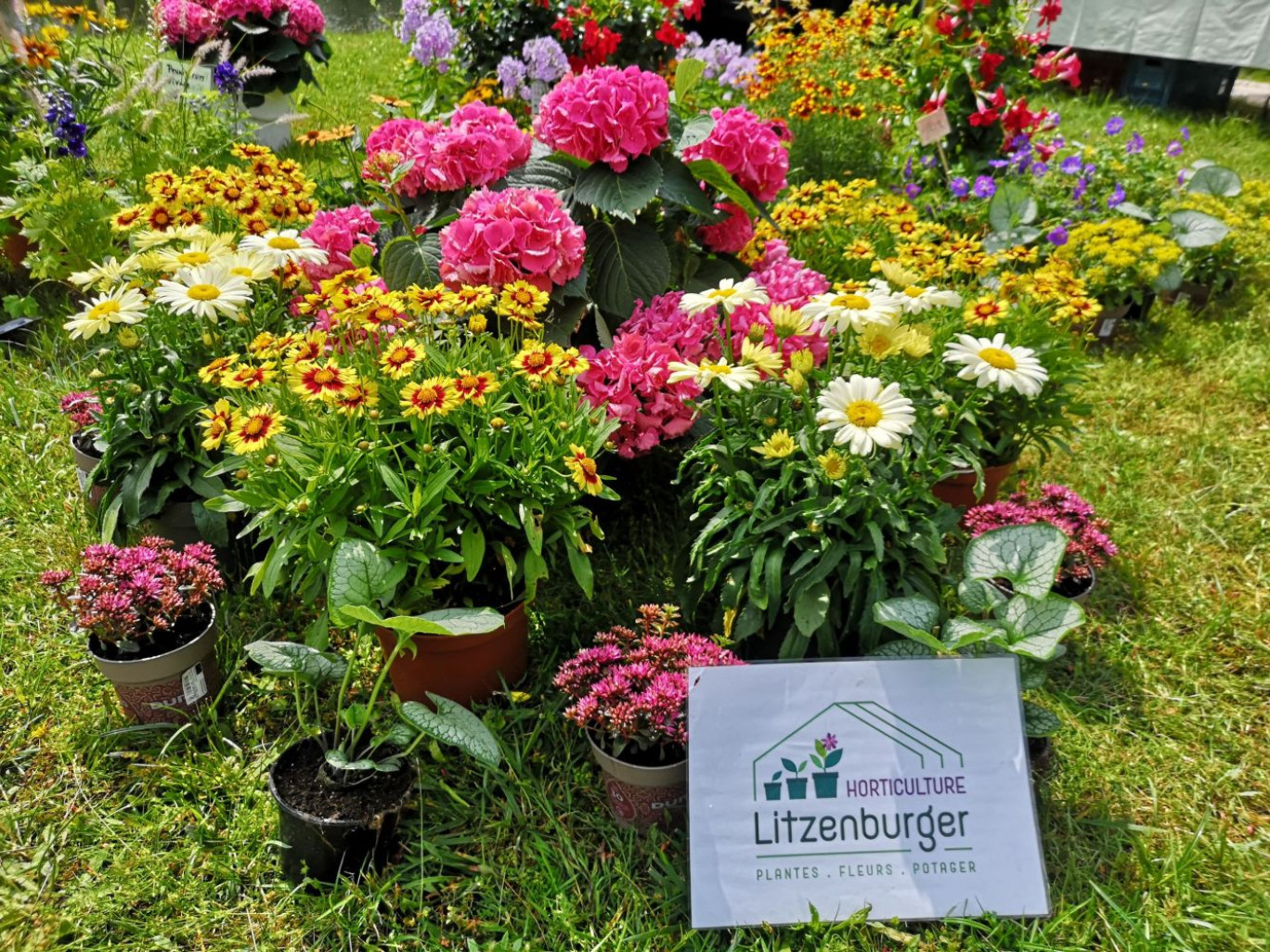 © L’Earl Horticulture Litzenburger.