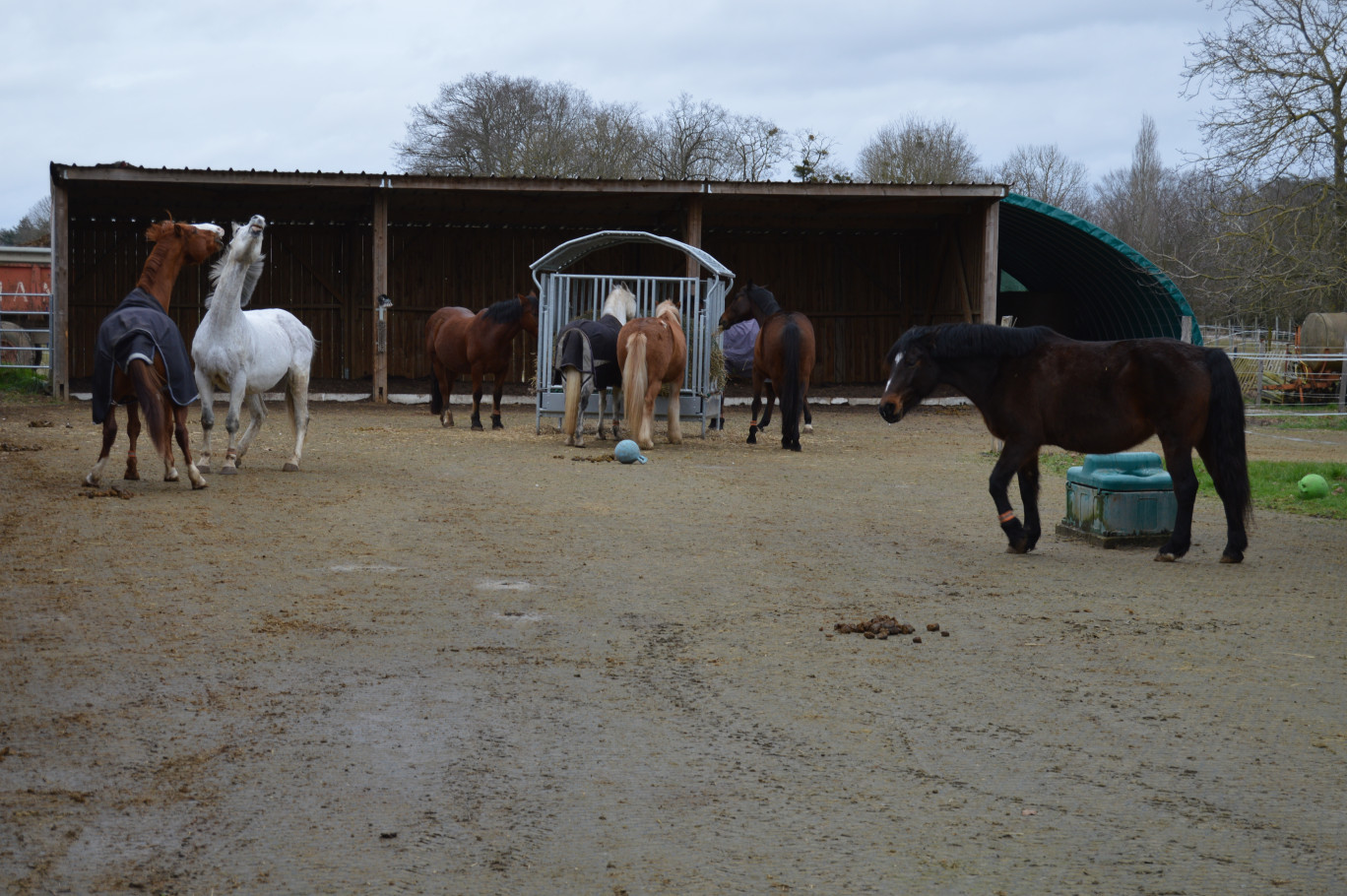 Les Écuries des Platanes, le concept de l'écurie active rend libre le cheval.