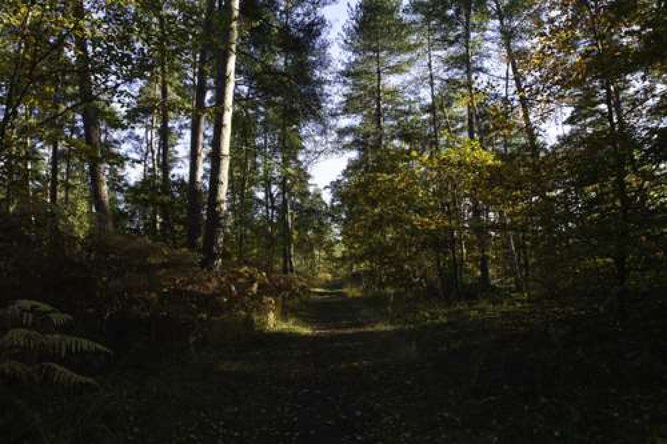 La fôret de Chantilly est l’une des plus grandes forêts des environs de Paris. (c) philkilla