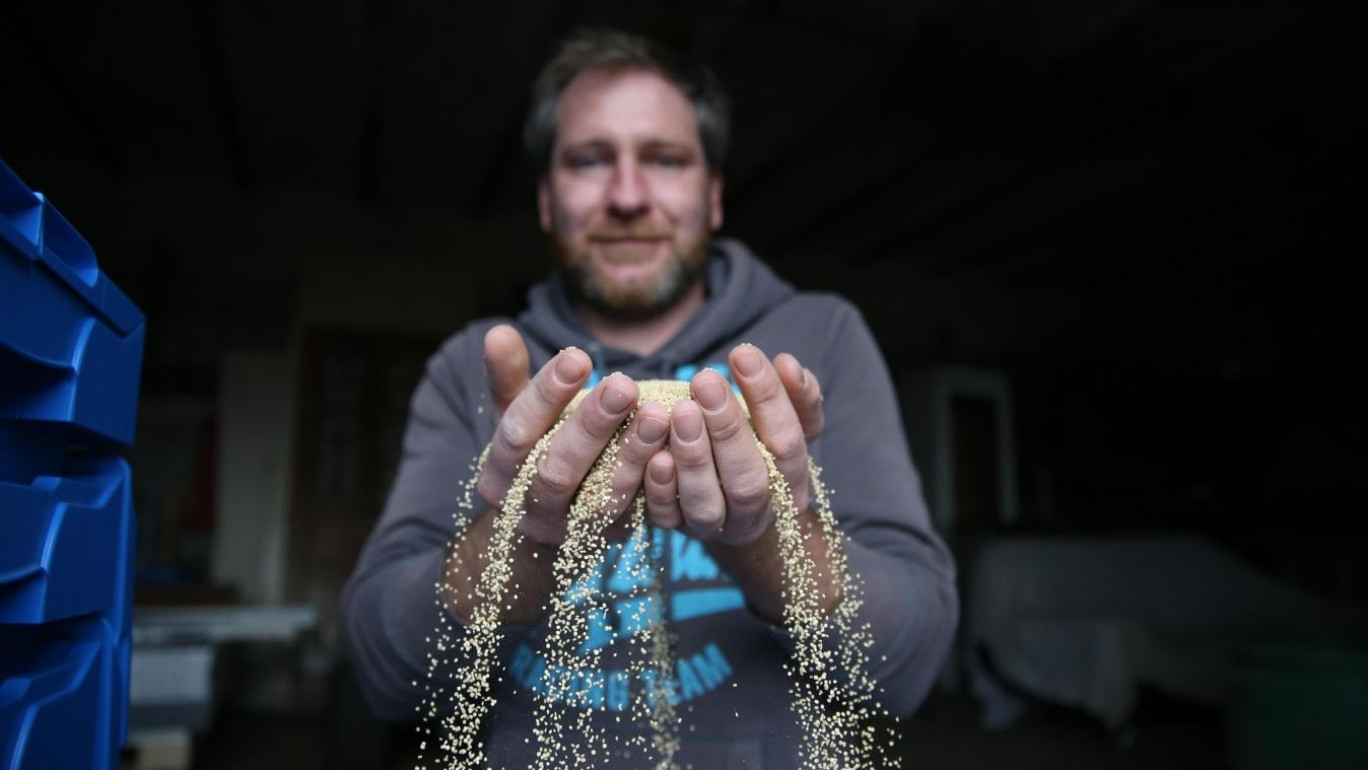 Guillaume Thomas teste ses nouvelles cultures sur les 33 hectares passés en bio.